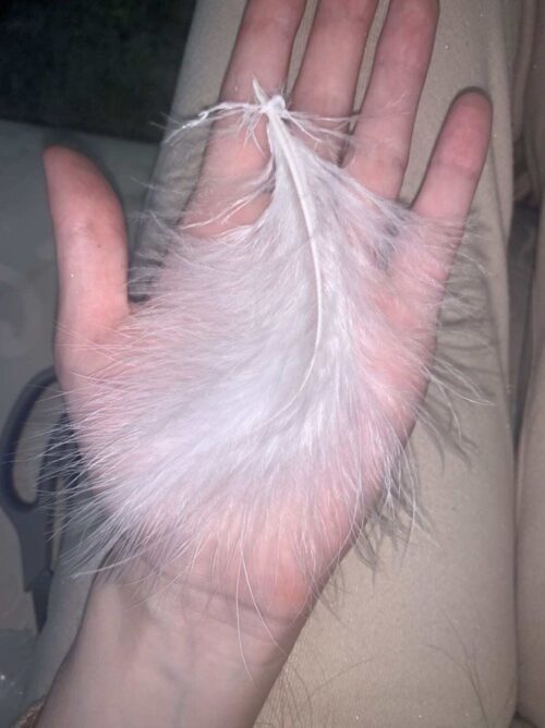 Cat Toys TeasersAccessories Turkey Feathers